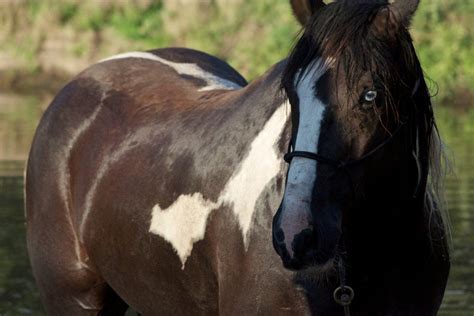 How Much Does the Paint Weigh? Horse: A Journey into the Absurd and the Artistic