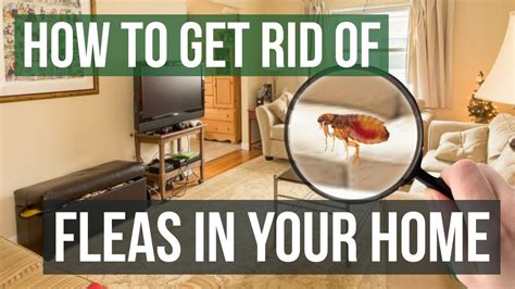 How to Get Fleas Out of Furniture: And Why Your Couch Might Be Smarter Than You Think