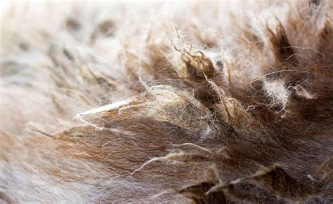 How to Get Paint Out of Dog Fur: And Why Your Dog Might Secretly Love It