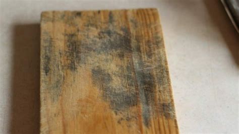 How to Get Rid of Mold on Furniture: Why Does It Smell Like Rainforest in My Living Room?