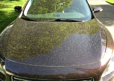 Is Pollen Bad for Car Paint? And Why Do Bees Never Get Traffic Tickets?